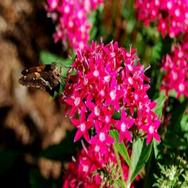 Pentas Flower Blooming Plant Seeds