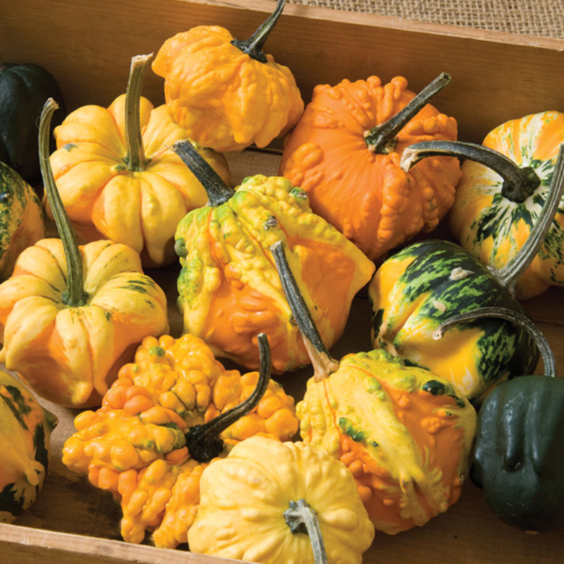 Daisy Gourd Seeds
