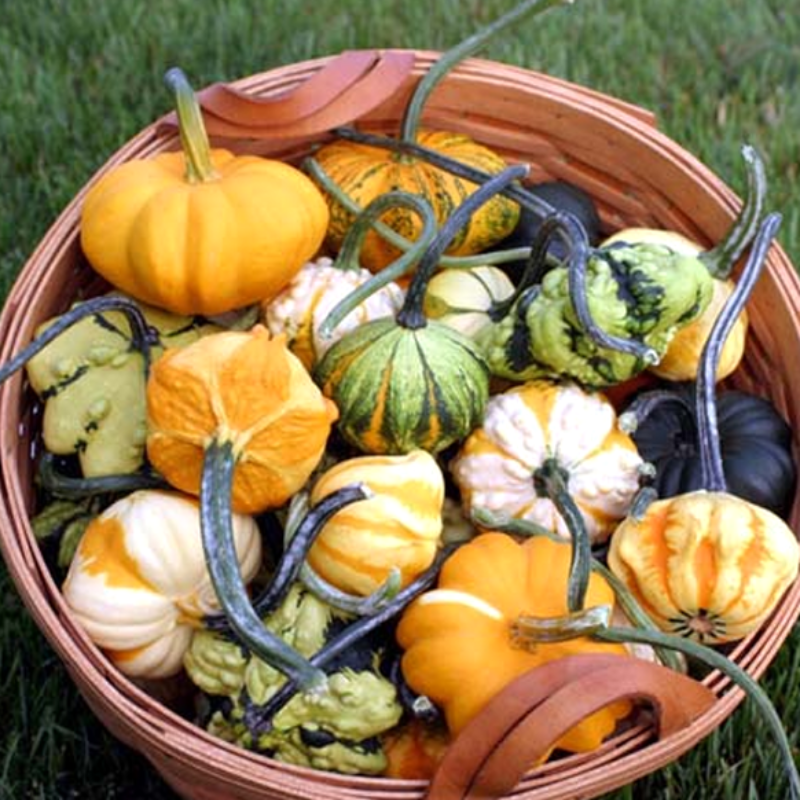 Daisy Gourd Seeds