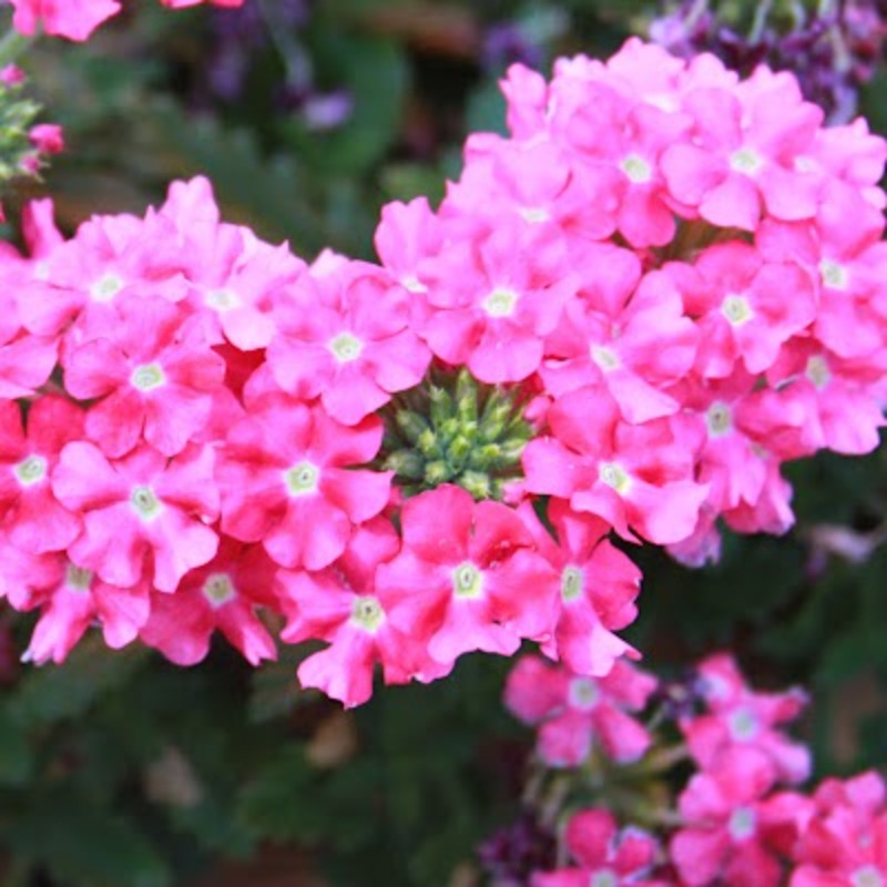 Pentas Flower Blooming Plant Seeds
