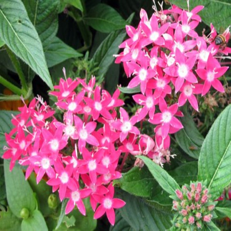 Pentas Flower Blooming Plant Seeds