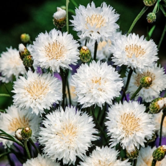 White Centaurea Cyanus Flower Seeds