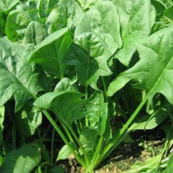 Spinach Leave Seeds