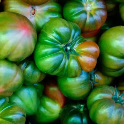 Giant Heirloom Tomato Seeds