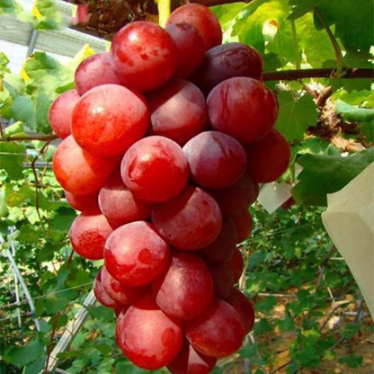 Rose Red Grape Seeds