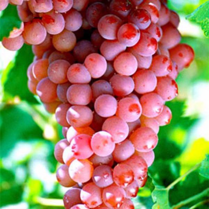 Rose Red Grape Seeds