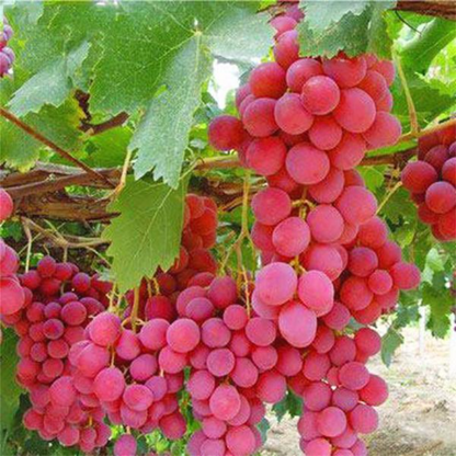 Rose Red Grape Seeds