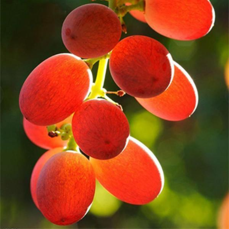 Red Grape Seeds