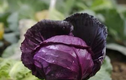 Purple Cabbage Seeds