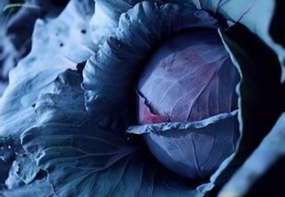 Purple Cabbage Seeds