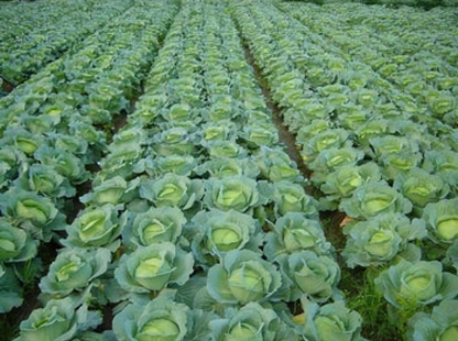 Purple Cabbage Seeds