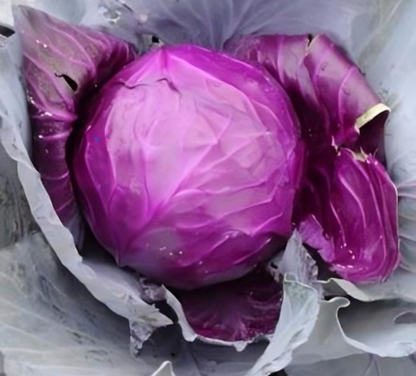 Purple Cabbage Seeds