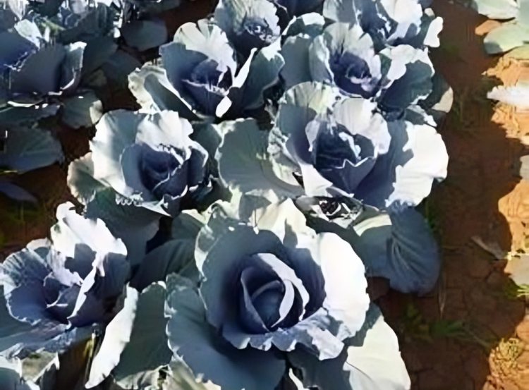 Purple Cabbage Seeds