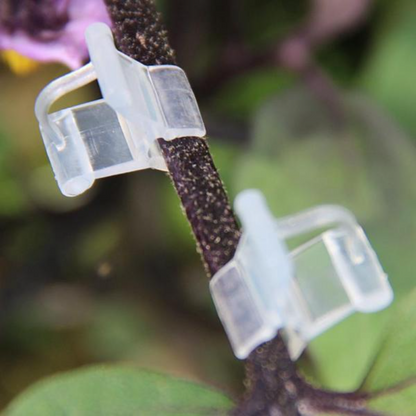 Transparent Grafted Plants Clips