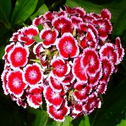 William Dianthus Flower Seeds