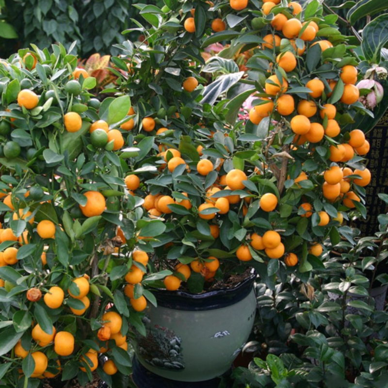 Mandarin Tree Tangerine Seeds