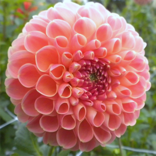 Barbarry Ball Dahlia Seeds