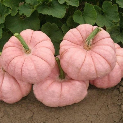 Pink Pumpkin Seeds For Unique Gardens