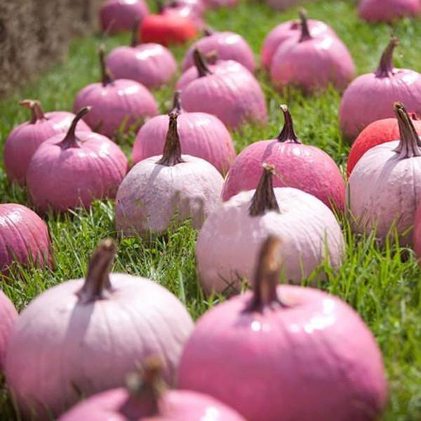 Pink Pumpkin Seeds For Unique Gardens