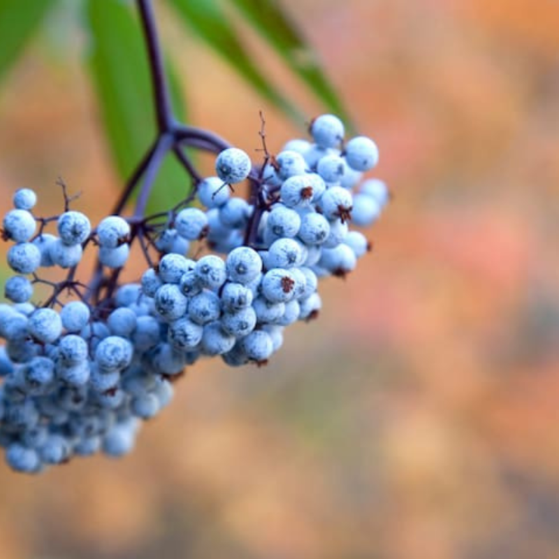 Elderberry Garden Seeds