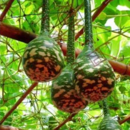 Rare Swan Speckled Swan Bottle Gourds Seeds