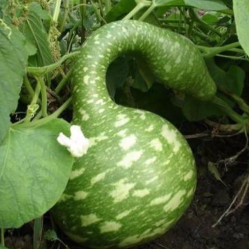 Rare Swan Speckled Swan Bottle Gourds Seeds