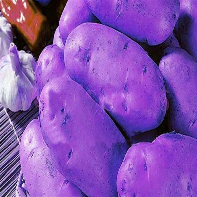 Potato Seeds Purple