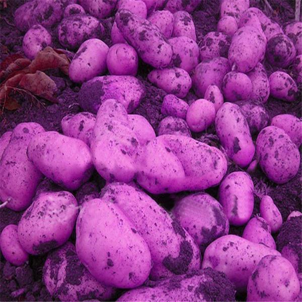 Purple Potato Vegetable Seeds 120 Pack