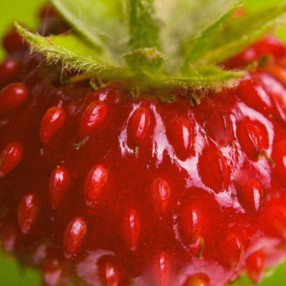 Wild Strawberry Heirloom Seeds