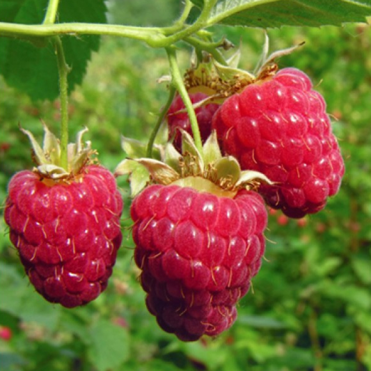 Everbearing Raspberry Organic Seeds