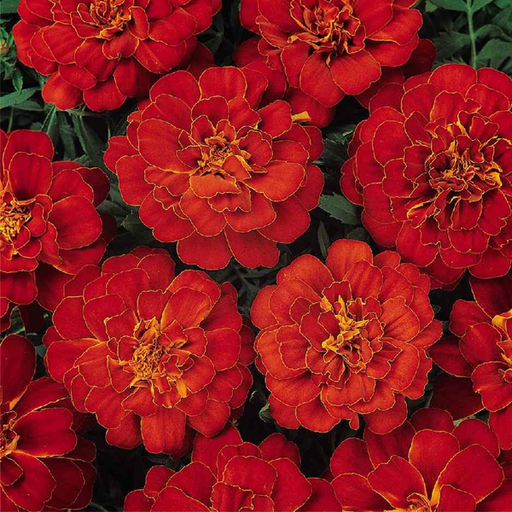 Blue Chrysanthemum Marigold Seeds