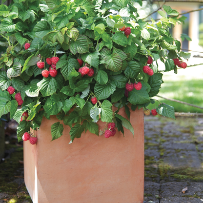 Everbearing Raspberry Organic Seeds