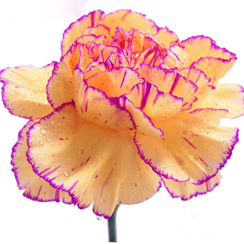 Peach Pink Carnation Flower Seeds