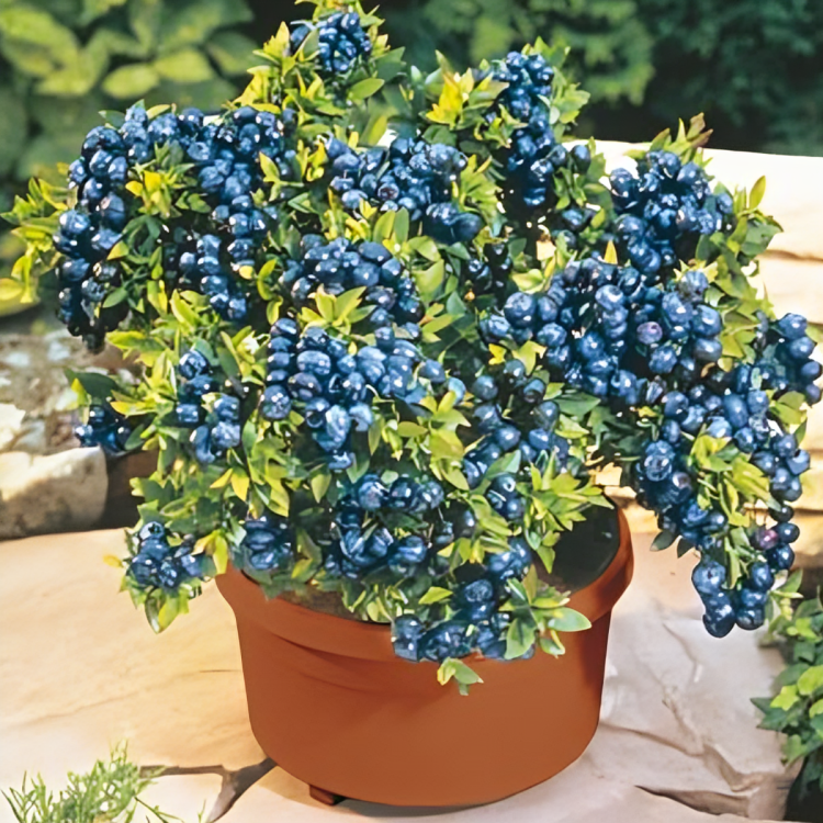 Giant Blueberry Seeds