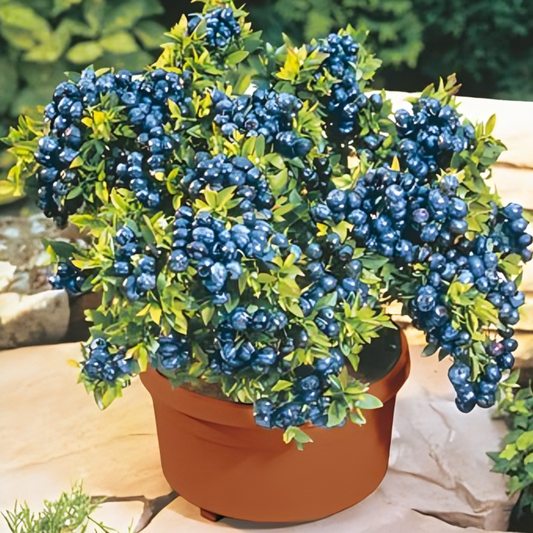 Giant Blueberry Seeds