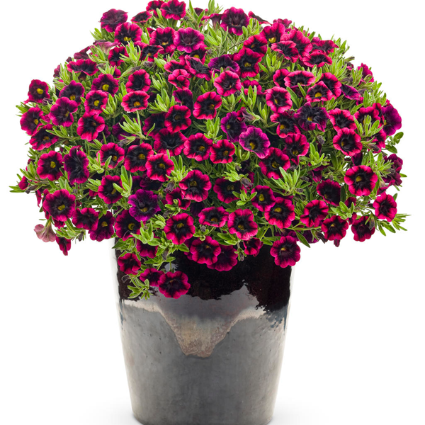 Blackberry Calibrachoa Flower Seeds