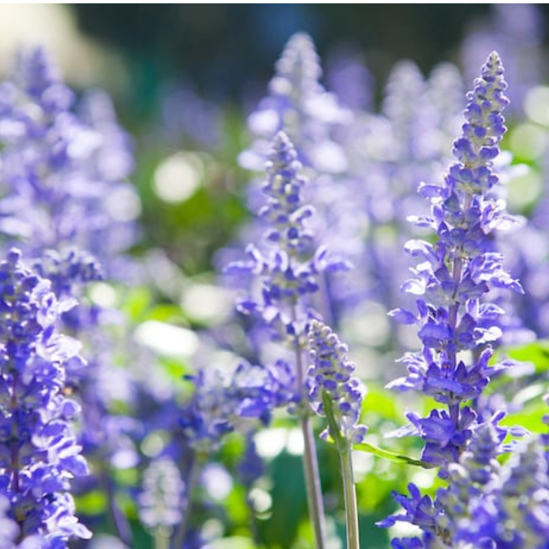 Anise Hyssop Flower Herb Heirloom Seeds