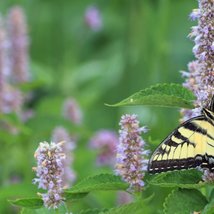 Anise Hyssop Flower Herb Heirloom Seeds