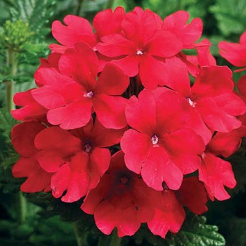 Red Verbena Seeds