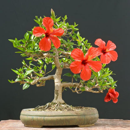 Red Syriacus Hibiscus Flower Seeds