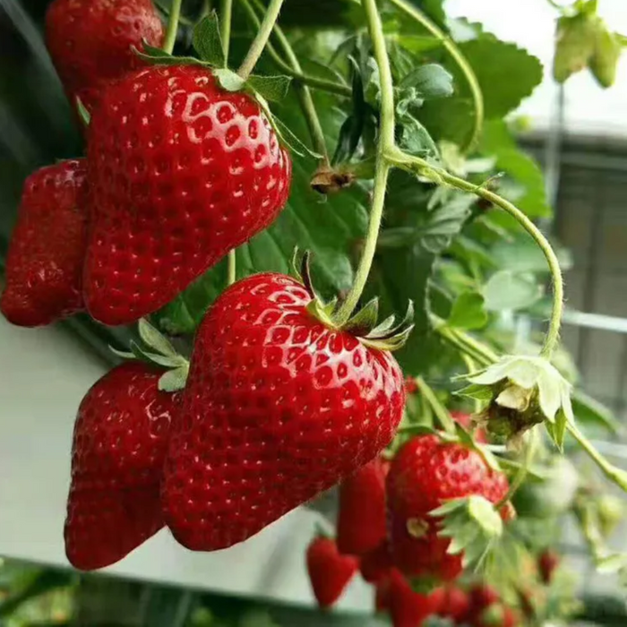 All Season Strawberry Seeds