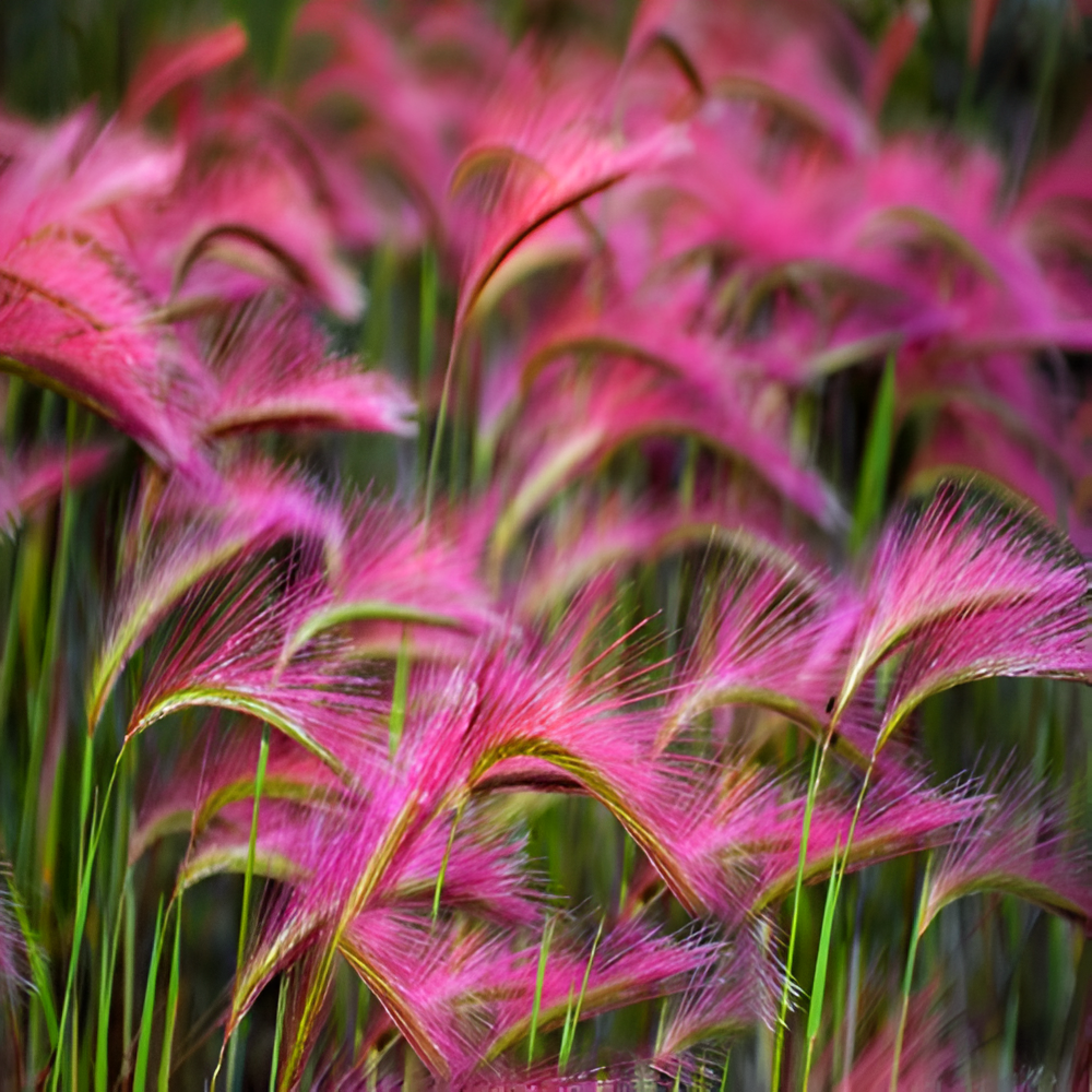Pink Foxtail Barley Ornamental Grass Seeds