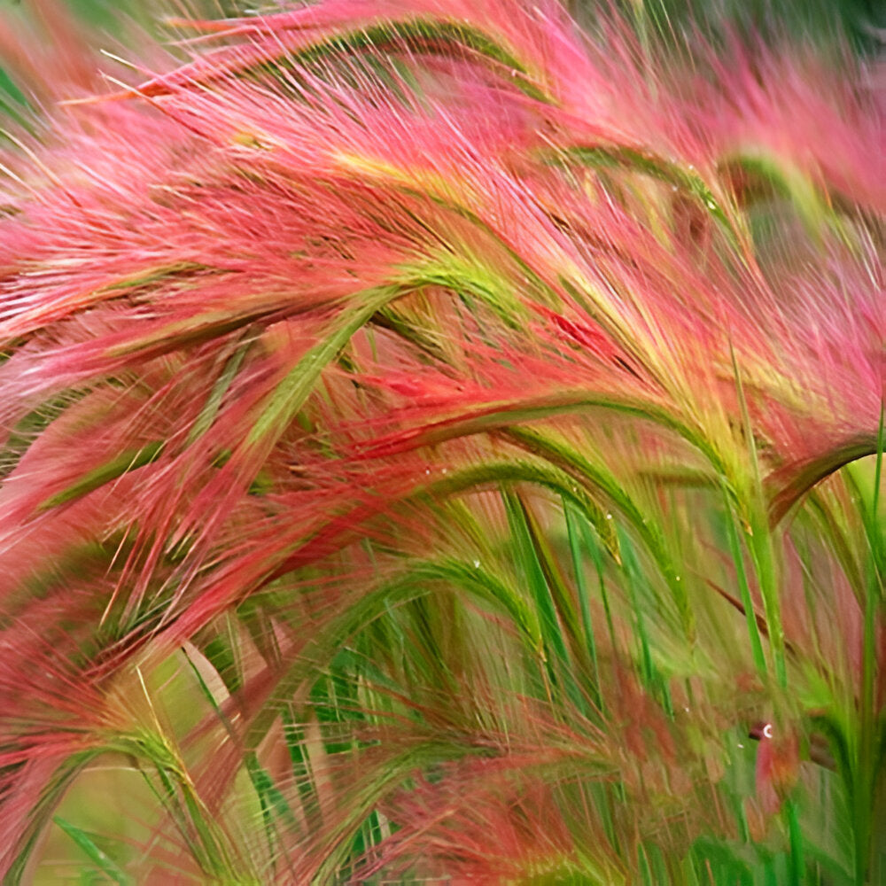 Pink Foxtail Barley Ornamental Grass Seeds