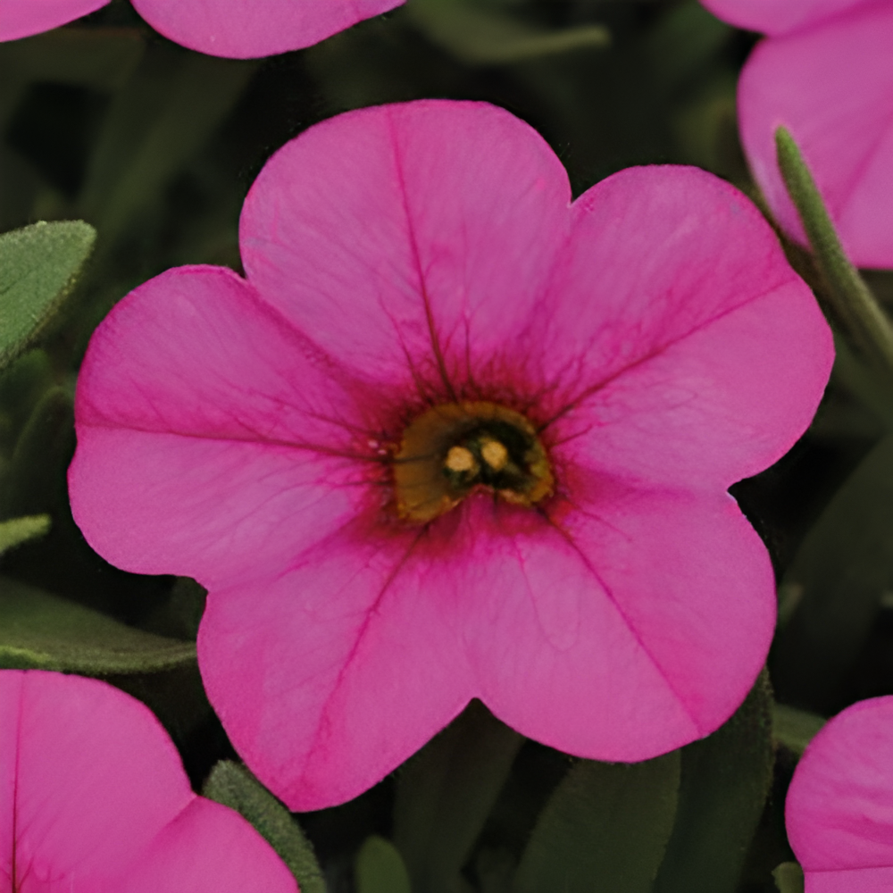 Multicolor Calibrachoa Kabloom Flower Seeds