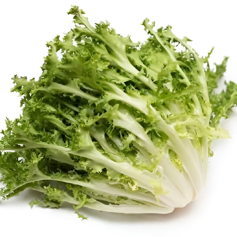 Endive Lettuce Vegetable Seeds