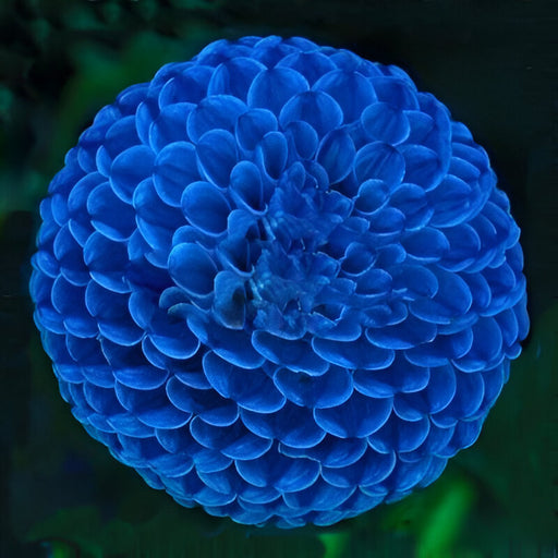 100 Pieces Phantom Petunia Flower Seeds