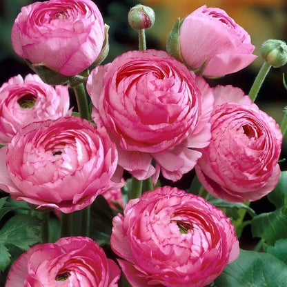 Ranunculus Flower Bulbs For Garden And Landscaping