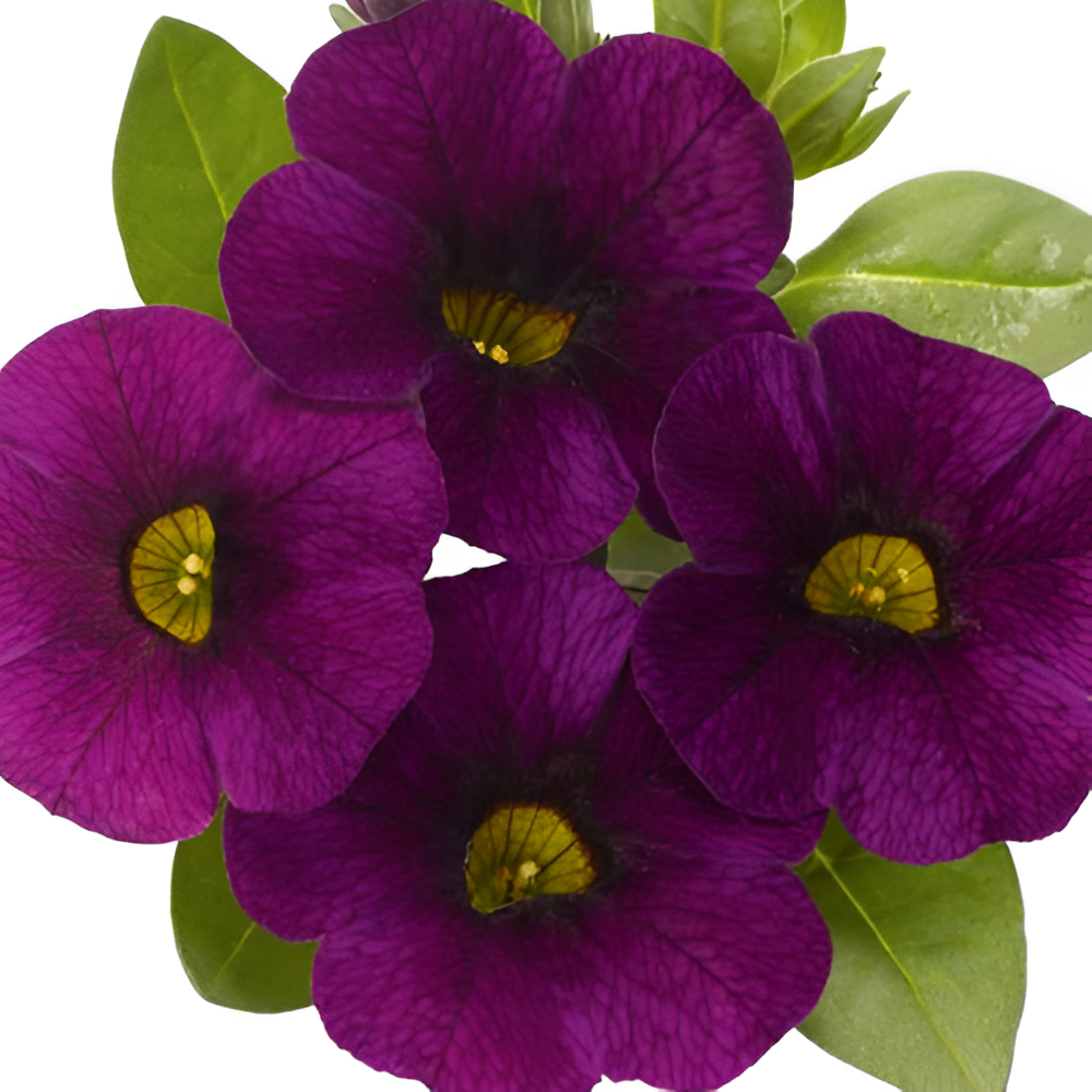 Multicolor Calibrachoa Kabloom Flower Seeds