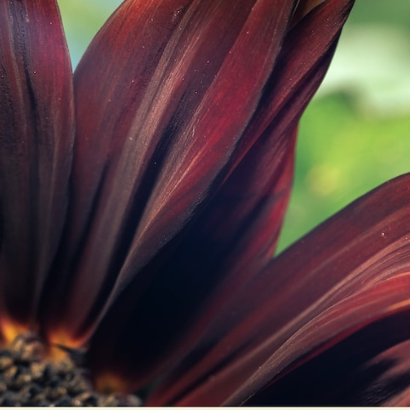 Chocolate Sunflower Seeds