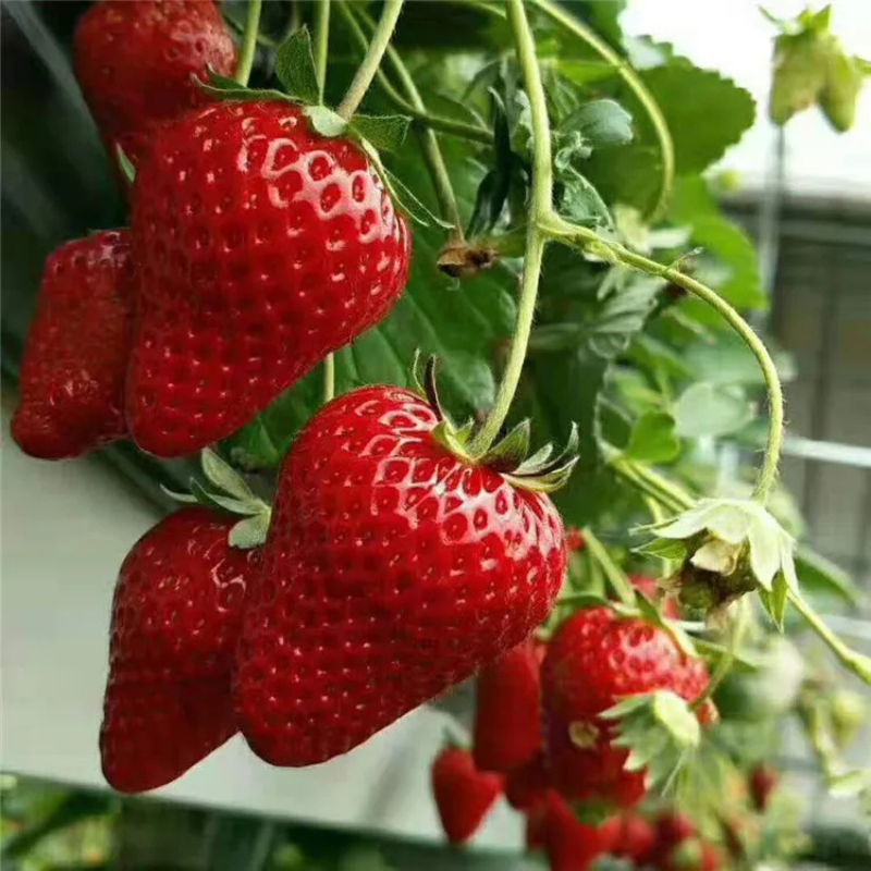 Botanical Strawberry Seeds For Garden